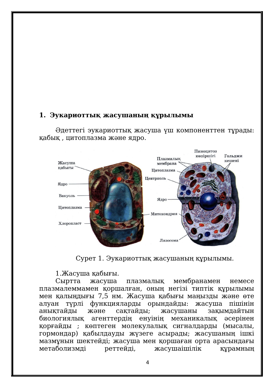 4-бет