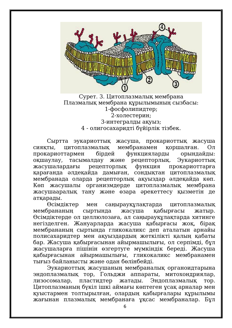 6-бет