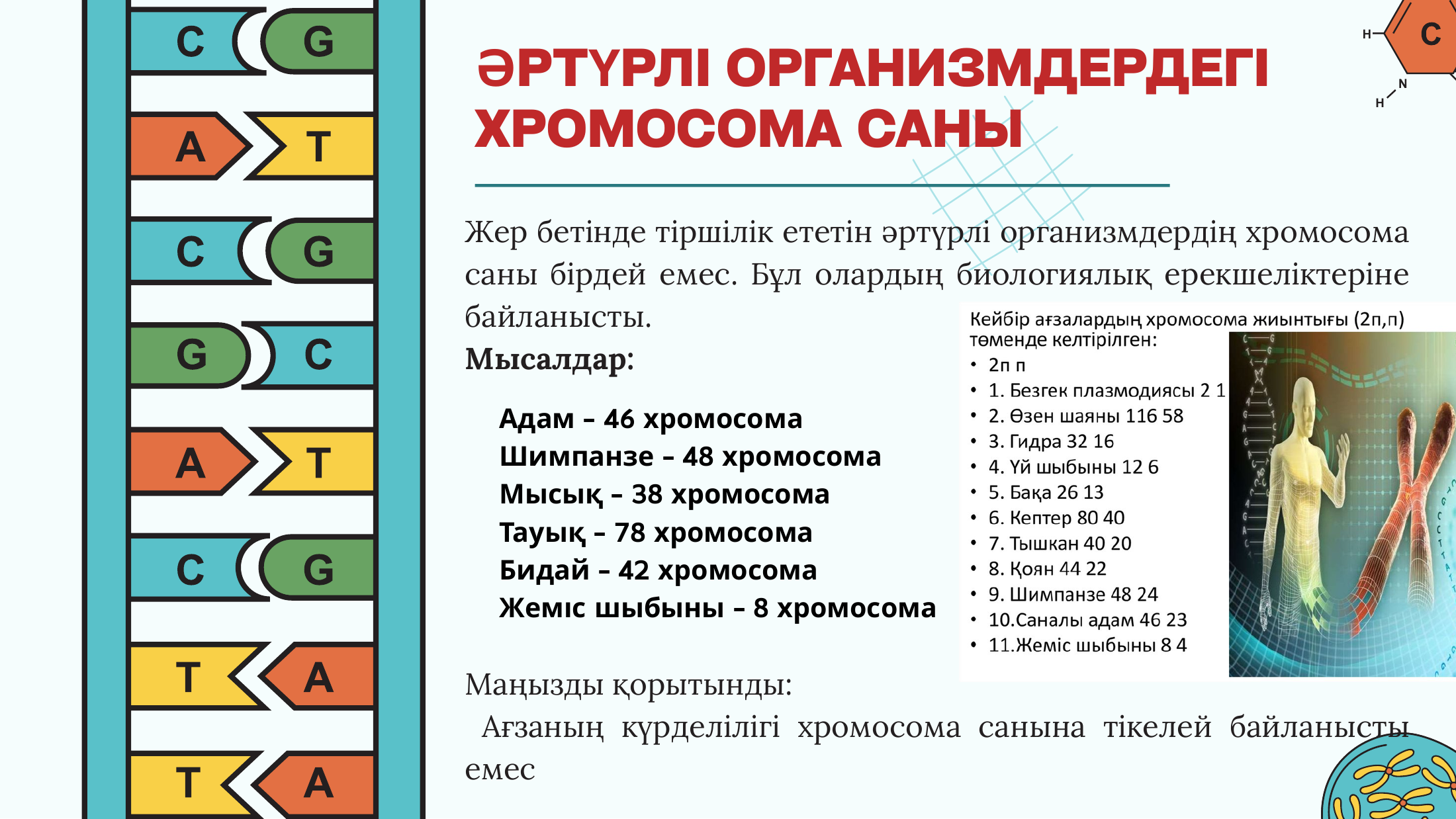 3-бет