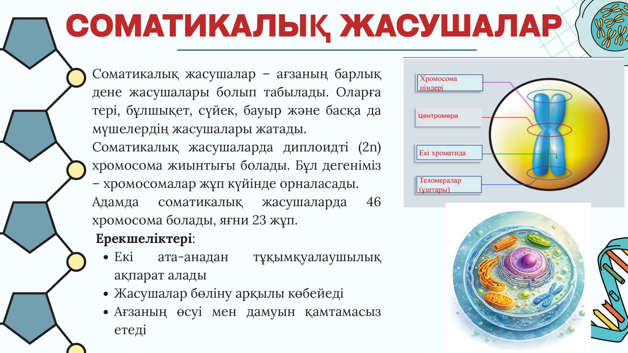 4-бет