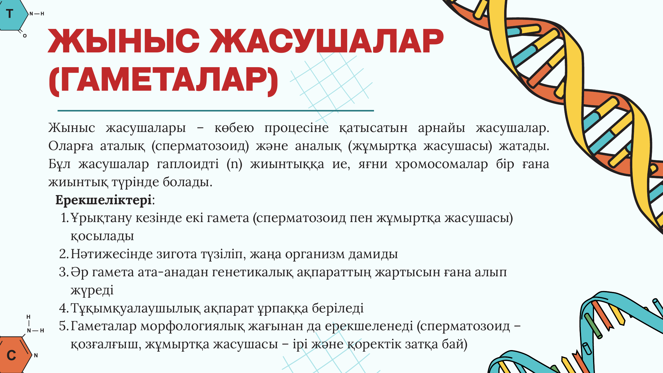 5-бет