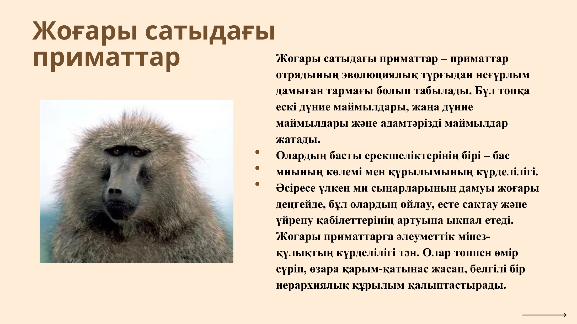 4-бет