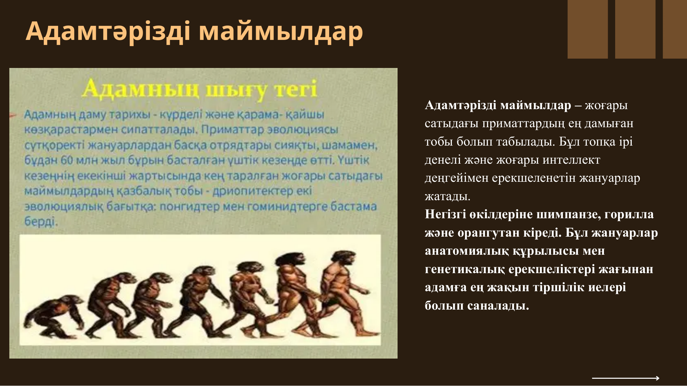 5-бет